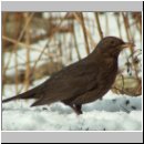 Turdus merula - Amsel w06.jpg